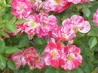 Rose Christopher Columbus - Candy Cover Foto Wikipedia